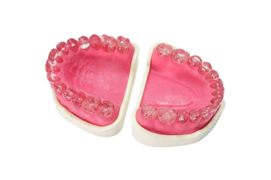 Endo-prep- full jaw with 28 endodontic transparent teeth