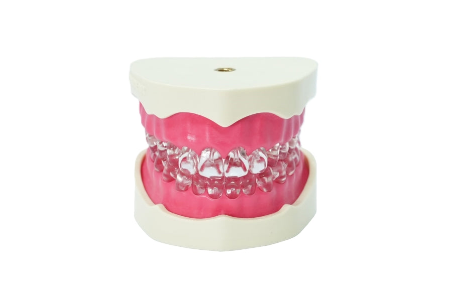 Endo-prep- full jaw with 28 endodontic transparent teeth