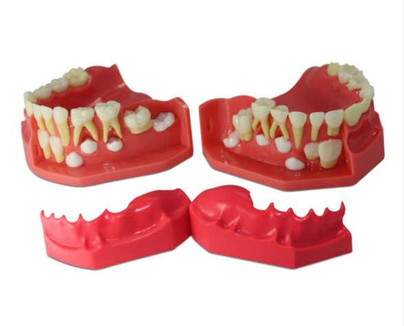 Dental Pediatric Development Model