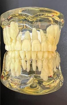 Pediatric Dental Model For 7 Years Old