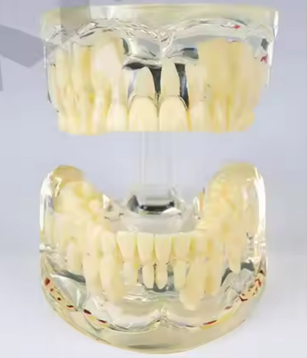 Pediatric Dental Model For 7 Years Old