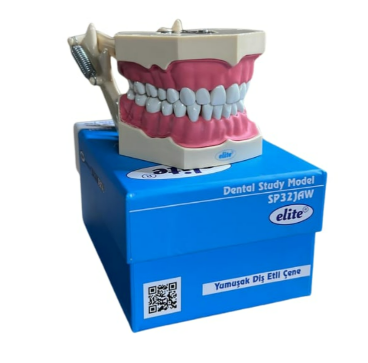 Elite jaw soft tissue articulator study model