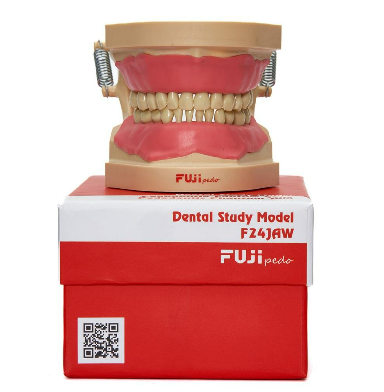 Fuji jaw- pedodontic soft tissue jaw with articulator study model- 24 teeth