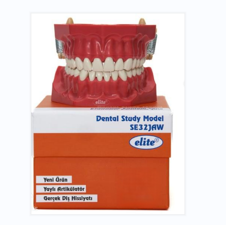 Elite jaw hard tissue 32 teeth study model
