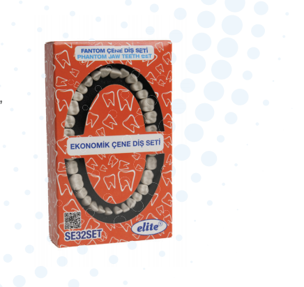Elite jaw hard tissue 32 teeth study model