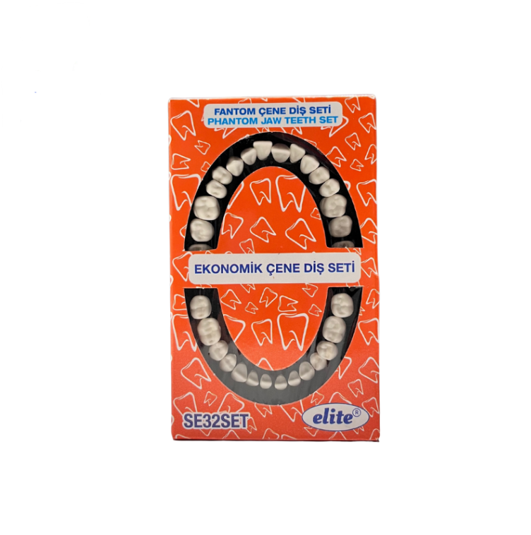 Elite jaw hard tissue 32 teeth study model