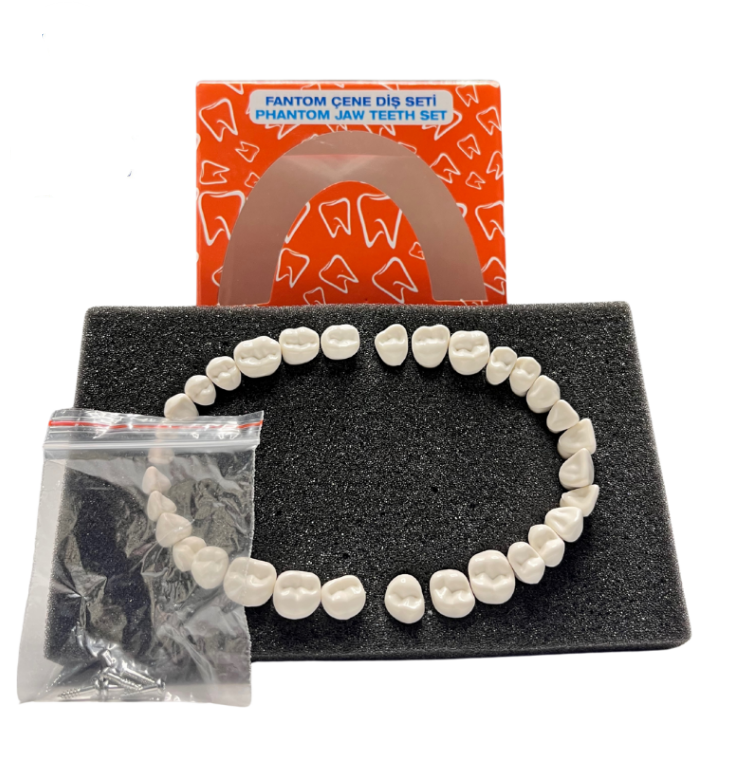 Elite jaw hard tissue 32 teeth study model