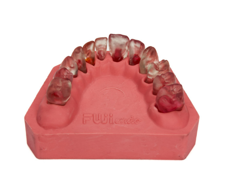 Fuji endodontic jaw 12 teeth