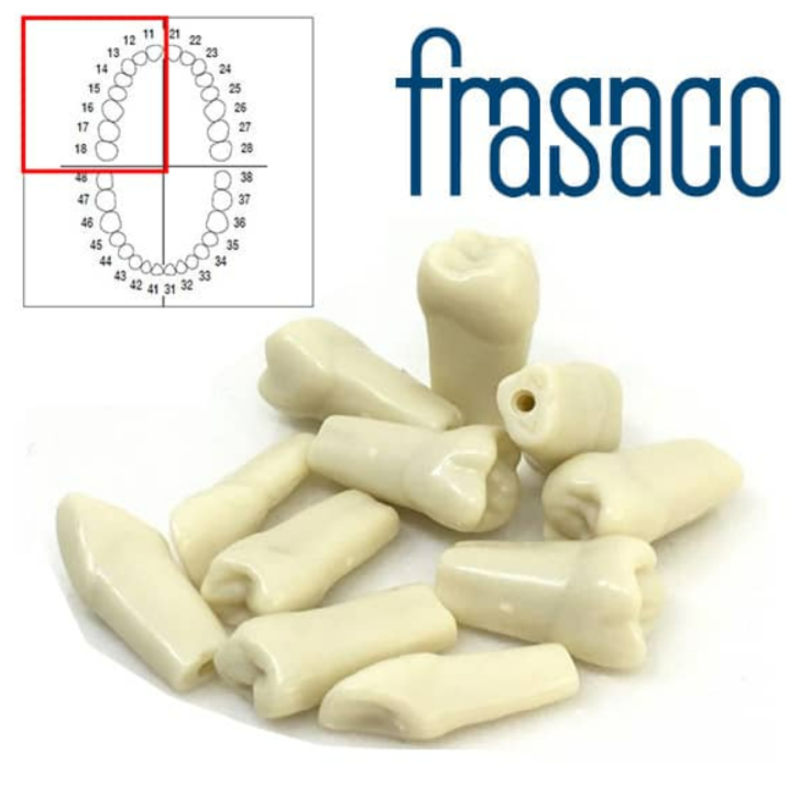 Teeth Model Replacement with Screws for AG-3 Dental Model