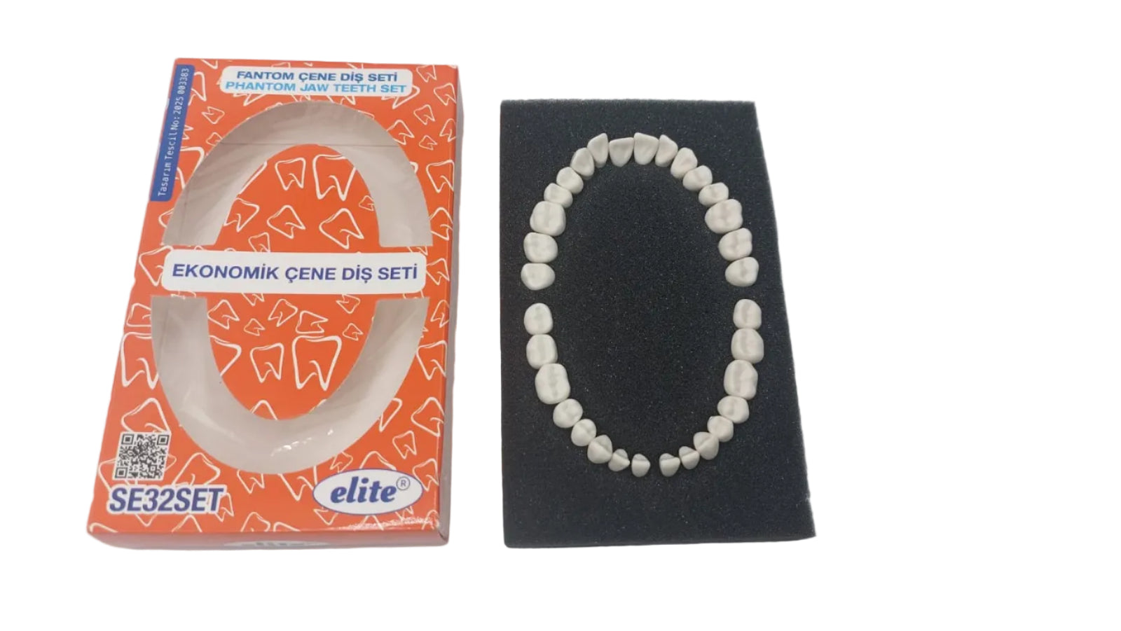 Elite Jaw Hard Tissue 32 Teeth Study Model