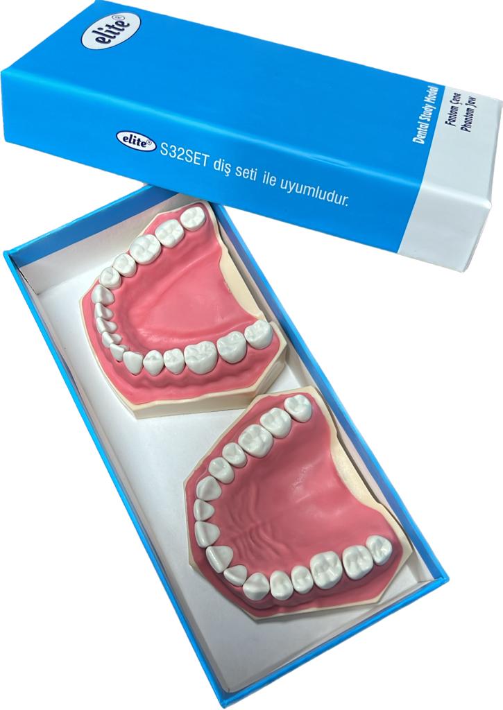 Elite jaw soft tissue 32 teeth study model