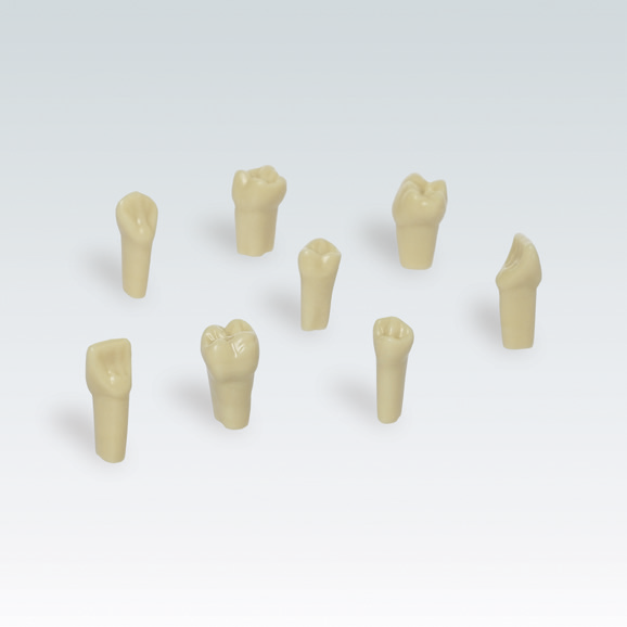 Model Teeth With Screws For AG-3 Dental Model