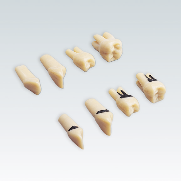 Periodontal Model Teeth 27 pcs With Screws For A-PZ Model