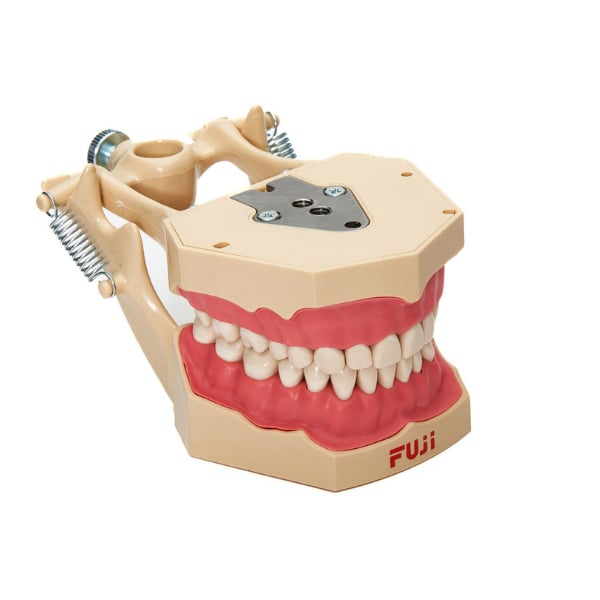 Fugi jaw soft tissue with articulator study model