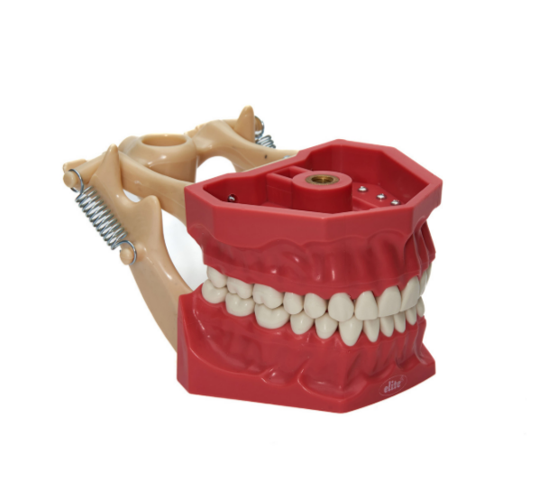 Teeth Model Replacement for SE32JAW