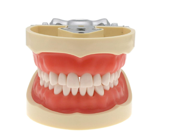 Standard Permanent Replaceable Teeth Model- 32 Screw-In Teeth Nissin Type-Soft Gum