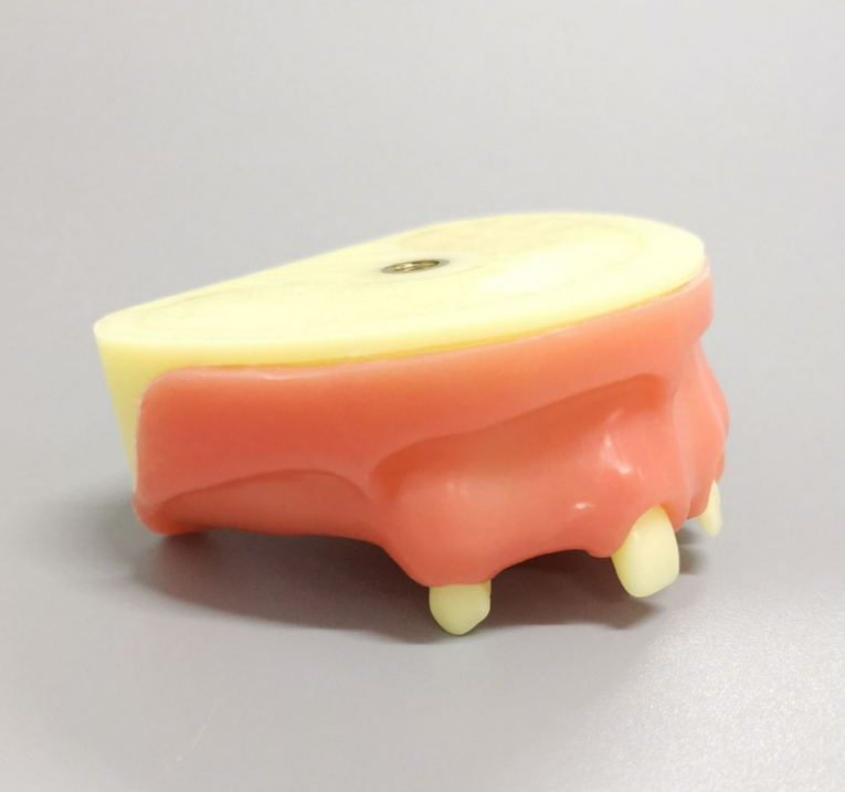 Implant Practice Model Upper Jaw Model Partially Edentulous Model