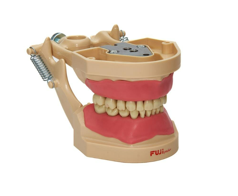 Fuji jaw- pedodontic soft tissue jaw with articulator study model-  24 teeth