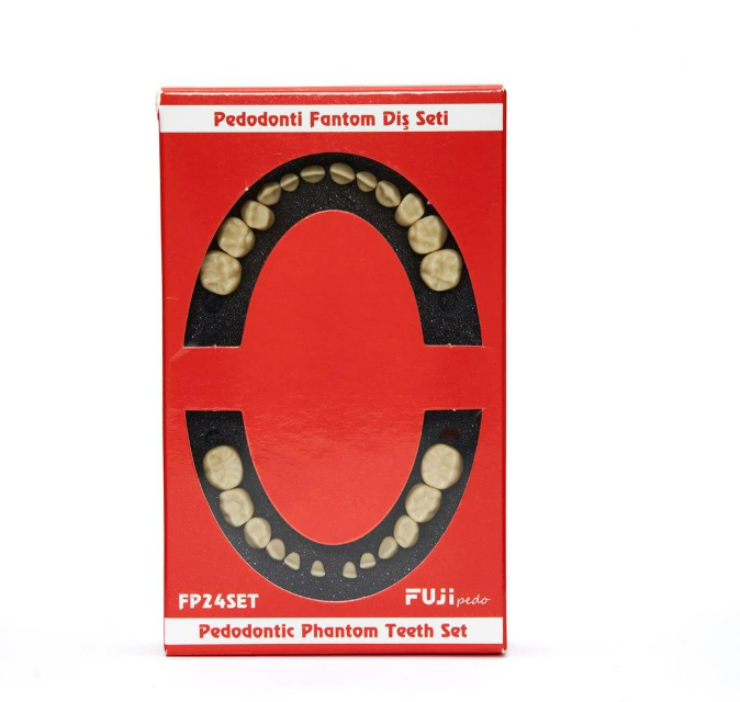 Fuji Jaw- Pedodontic Soft Tissue Jaw with Articulator Study Model-  24 Teeth