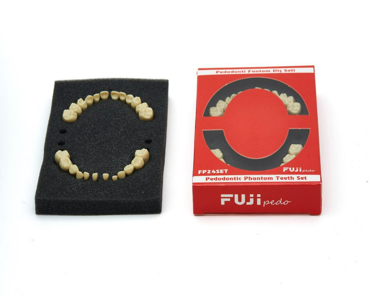 Fuji Jaw- Pedodontic Soft Tissue Jaw with Articulator Study Model-  24 Teeth