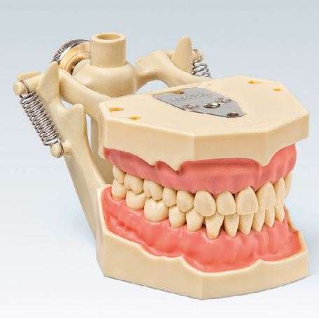 AG-3 DA Dental Model with Articulator