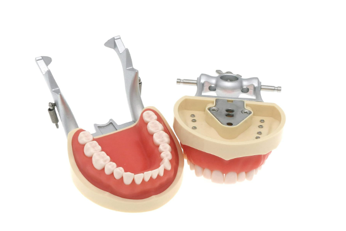 Standard Permanent Replaceable Teeth Model- 32 Screw-In Teeth Nissin Type-Soft Gum