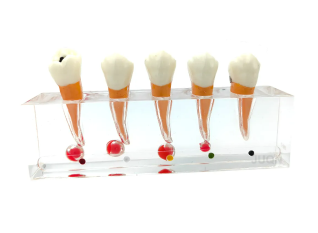 Endodontic Treatment Tooth Model For Dentistry Lab & Patient Education