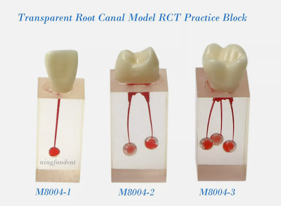Root Canal Treatment Tooth Training Block Model