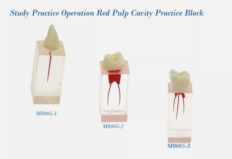 Root Canal Treatment Tooth Training Block Model