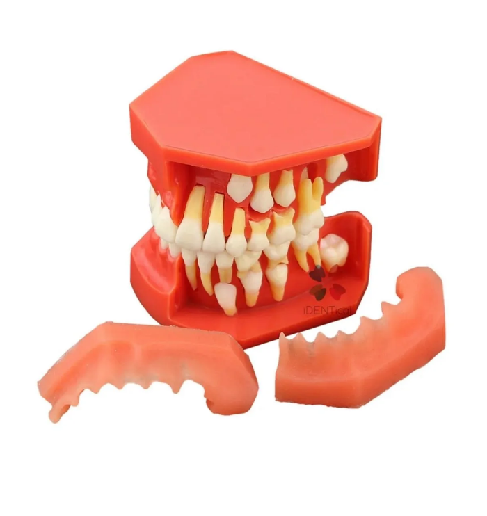 Dental Pediatric Development Model