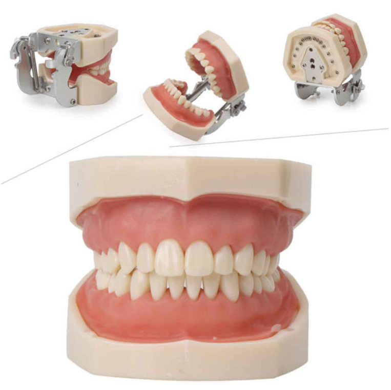 Standard Permanent Replaceable Teeth Model- 32 Screw-In Teeth Nissin Type-Soft Gum