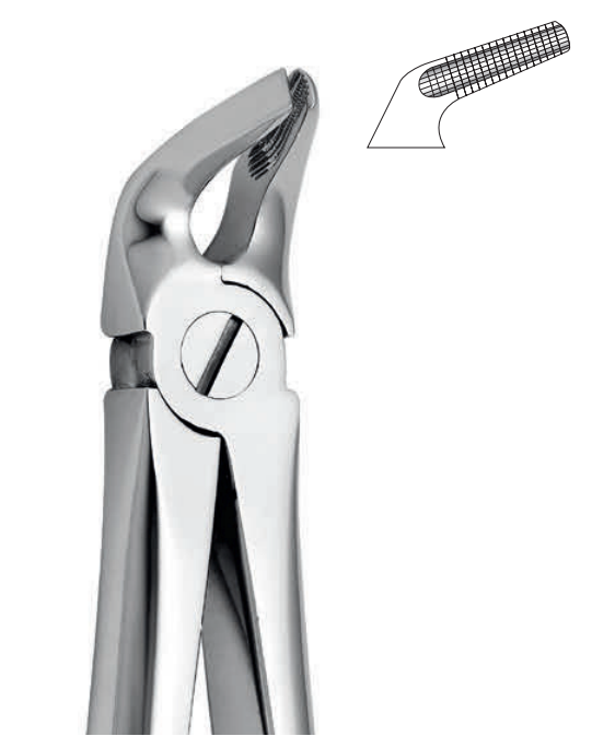 ANATOMIC TOOTH FORCEPS ENGLISH PATTERN - LOWER