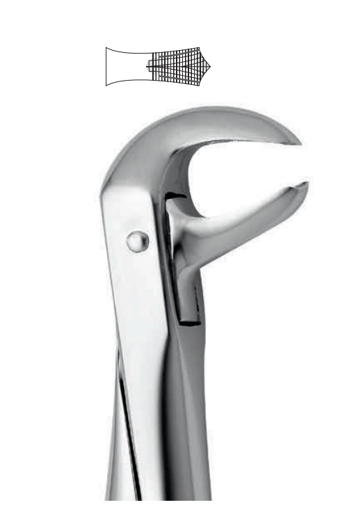 ANATOMIC TOOTH FORCEPS ENGLISH PATTERN - LOWER