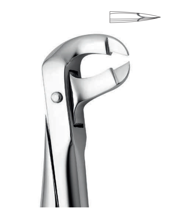 ANATOMIC TOOTH FORCEPS ENGLISH PATTERN - LOWER