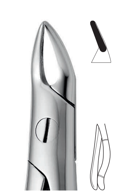 ANATOMIC TOOTH FORCEPS ENGLISH PATTERN - UPPER
