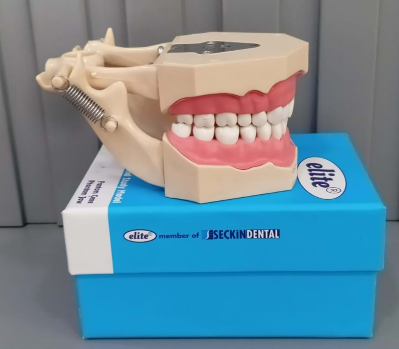 Elite jaw soft tissue articulator study model