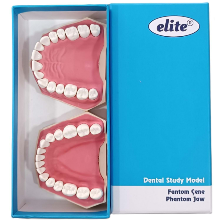 Elite jaw soft tissue 32 teeth study model
