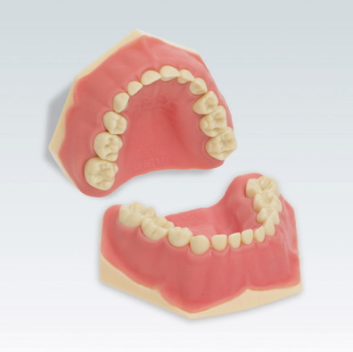 AK-6/2  Deciduous Denture Model