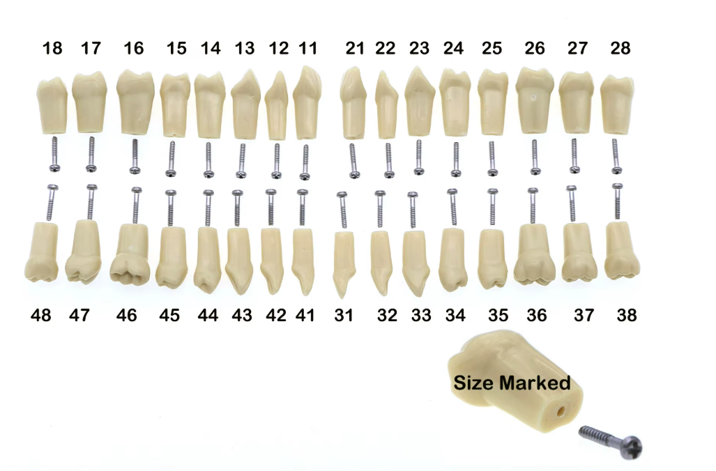 Teeth Model Replacement with Screws for AG-3 Dental Model