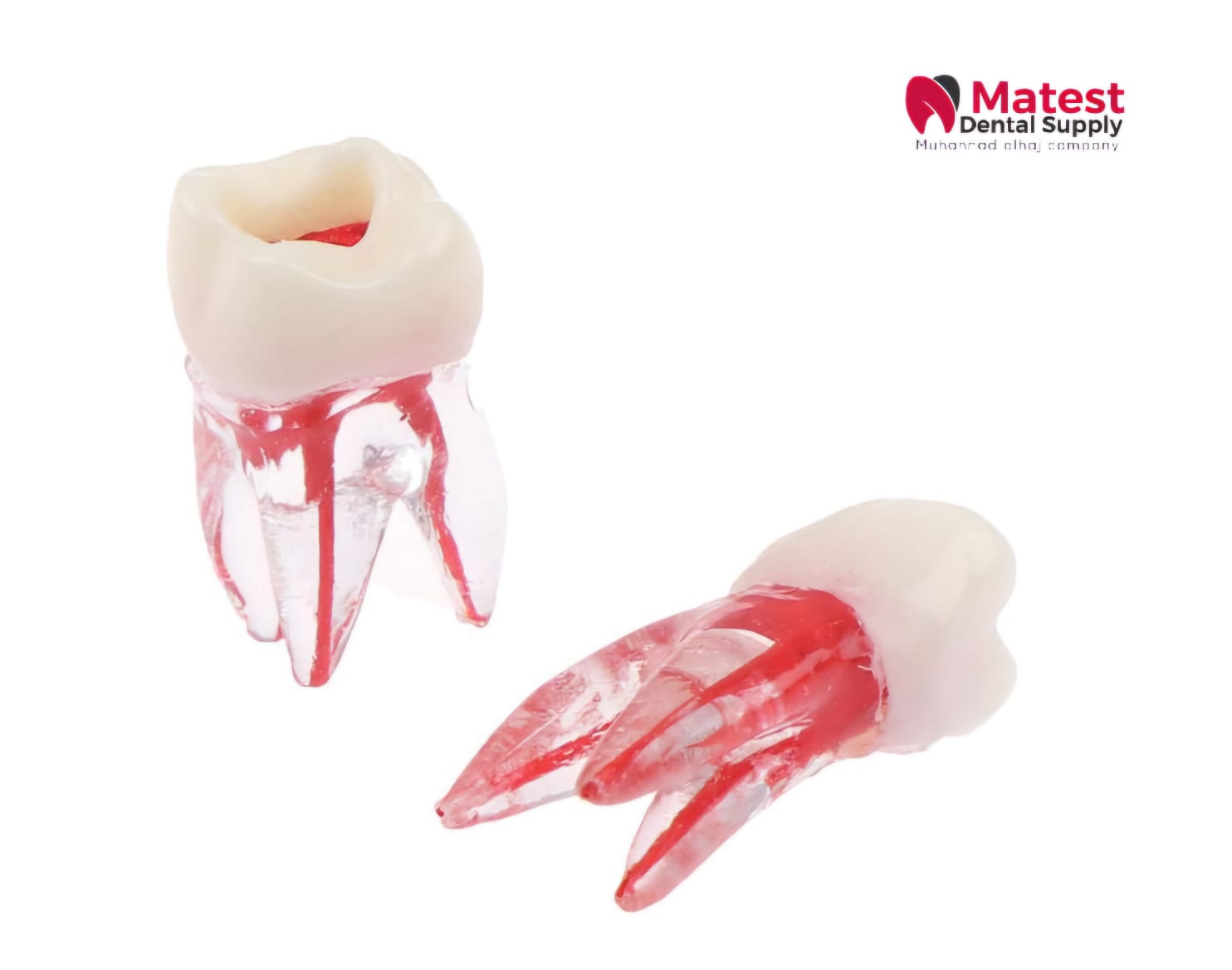 Root Canal (RCT) Practice Tooth Model