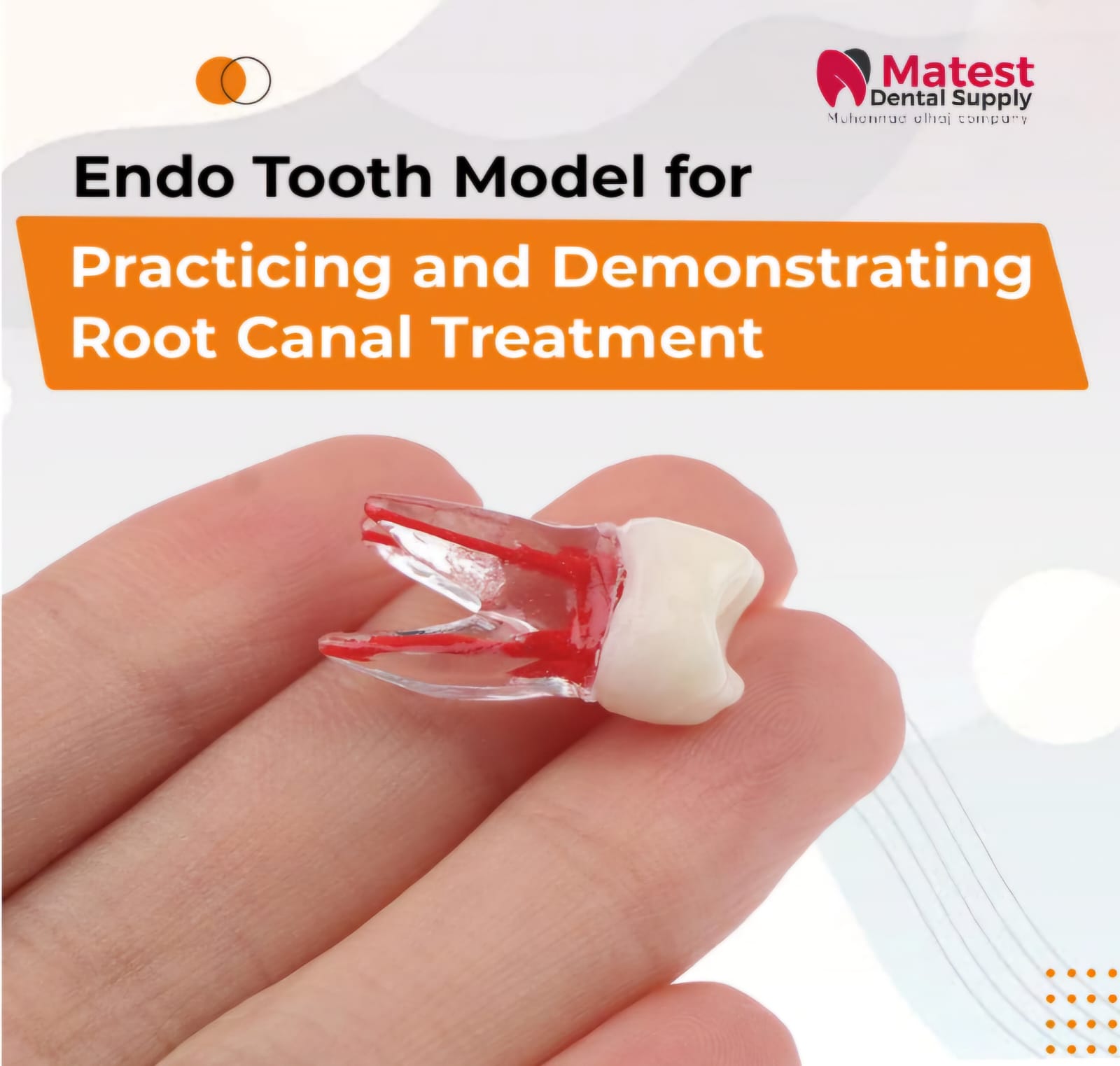 Root Canal (RCT) Practice Tooth Model