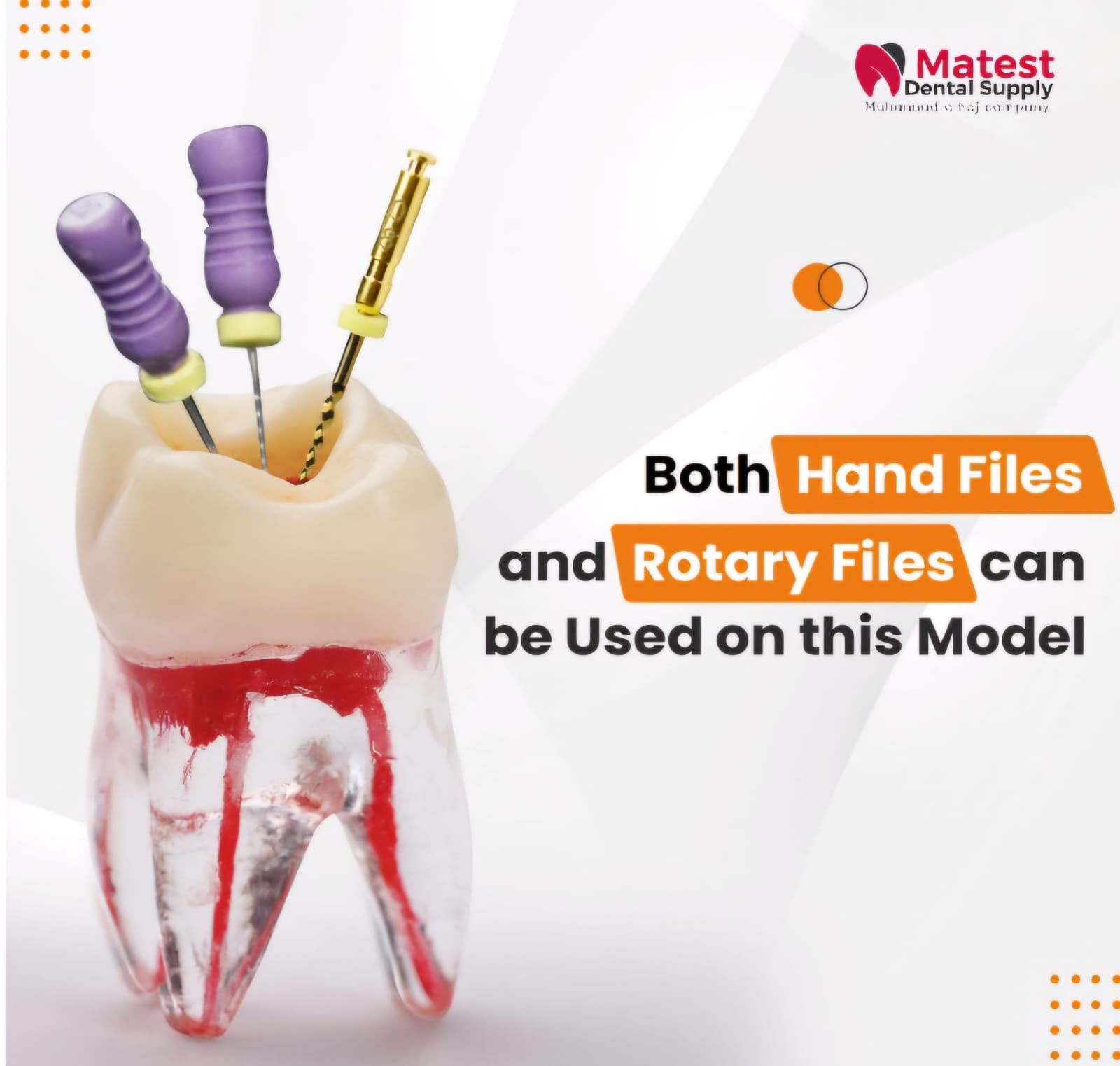 Root Canal (RCT) Practice Tooth Model
