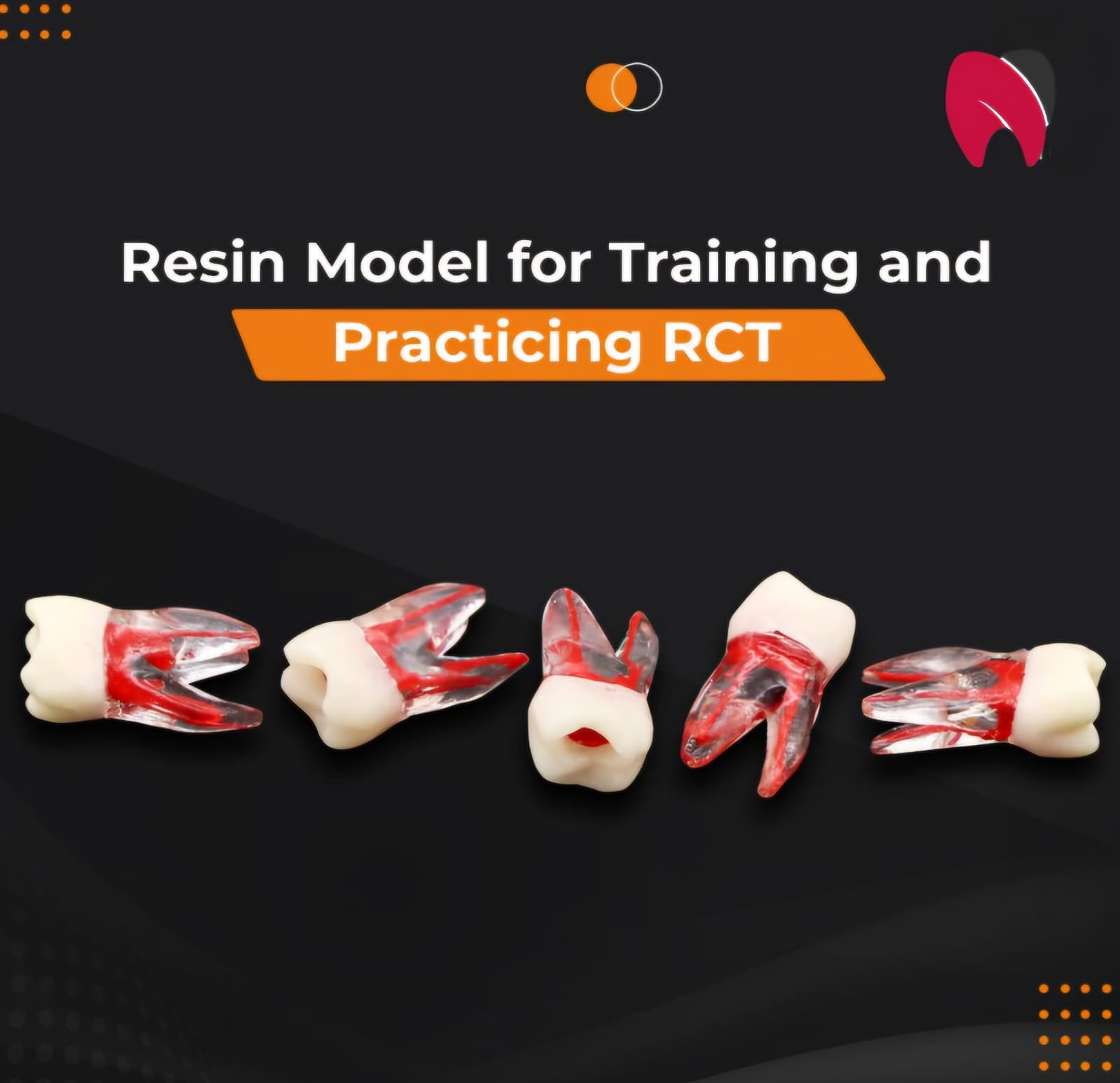 Root Canal (RCT) Practice Tooth Model