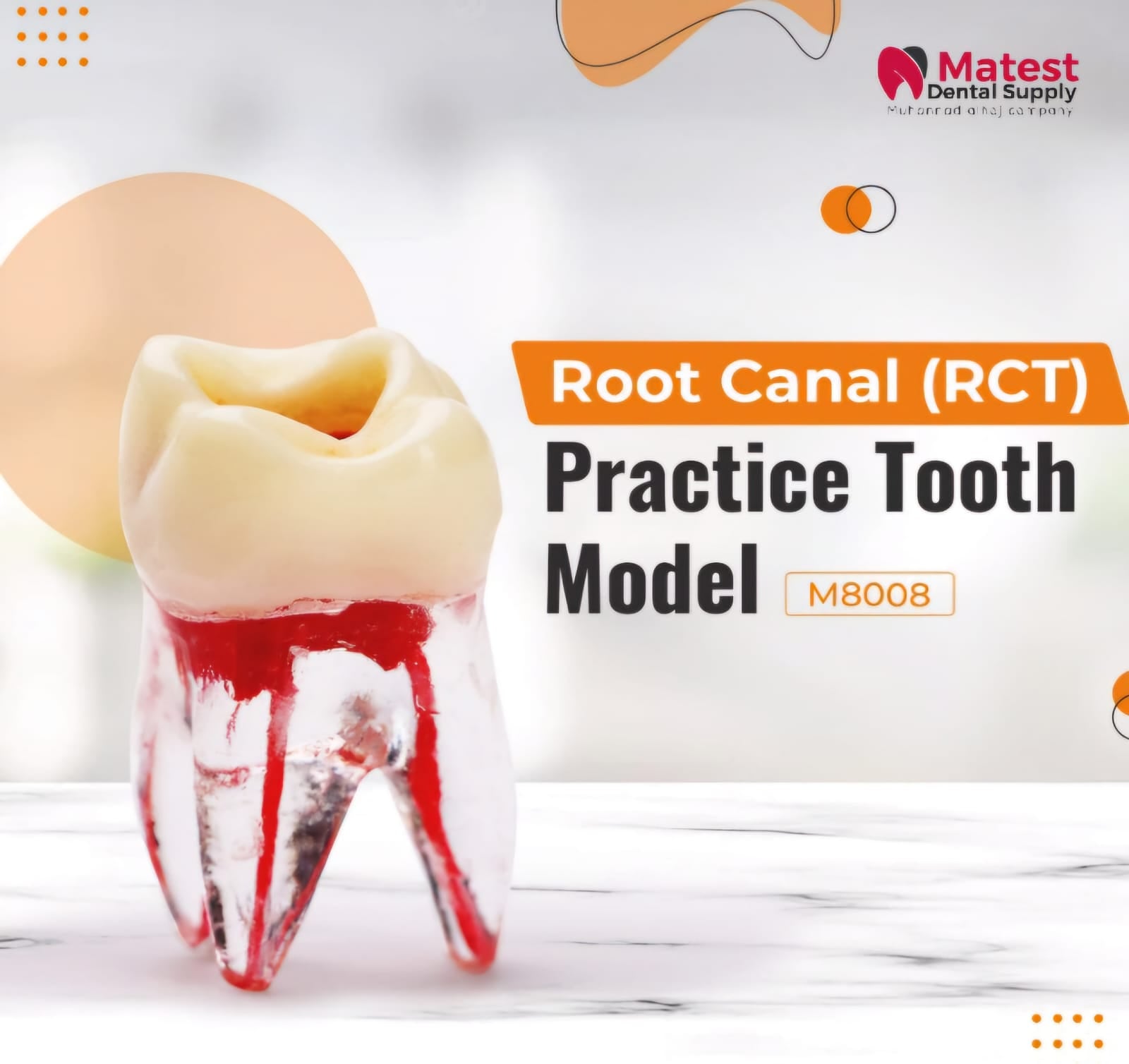 Root Canal (RCT) Practice Tooth Model