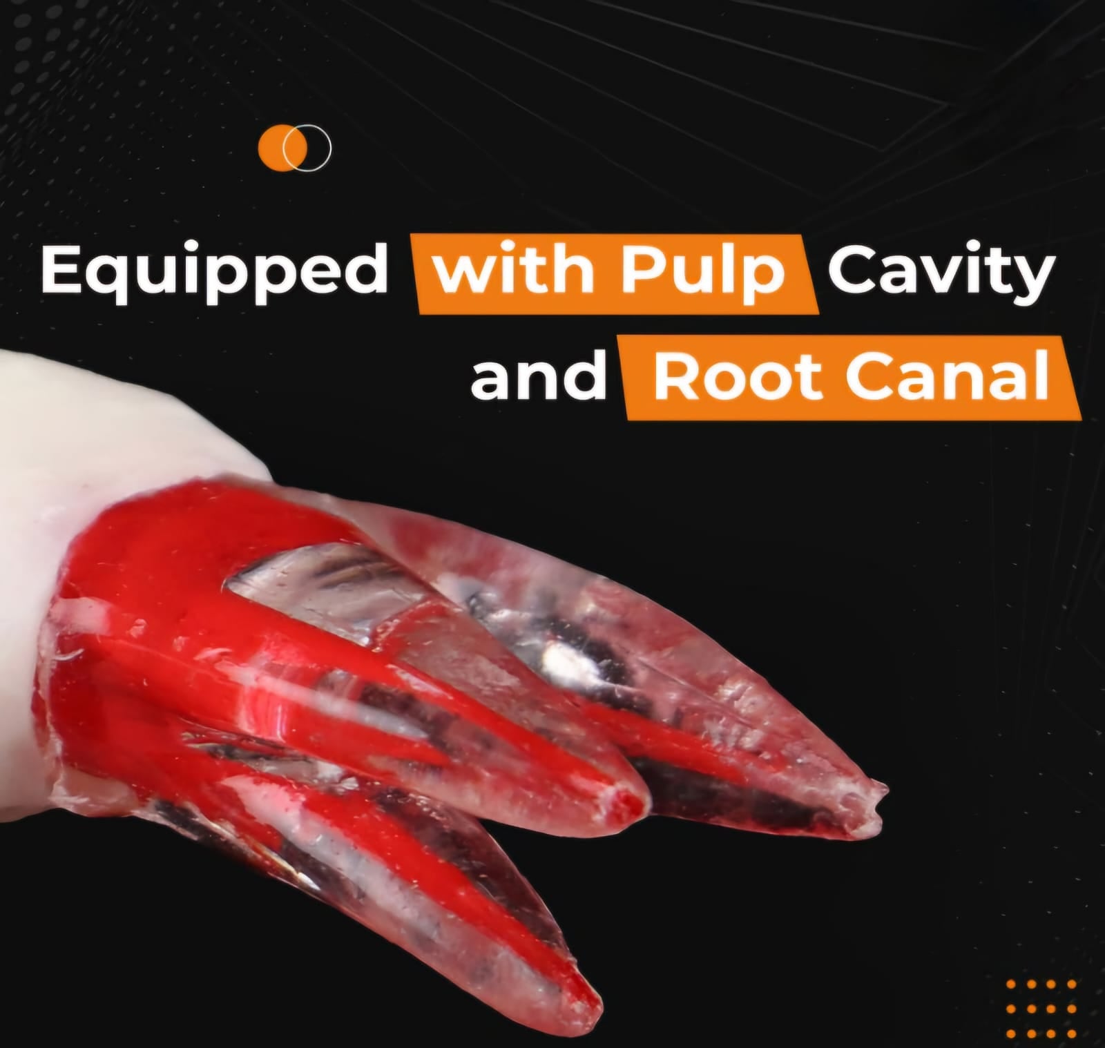 Root Canal (RCT) Practice Tooth Model