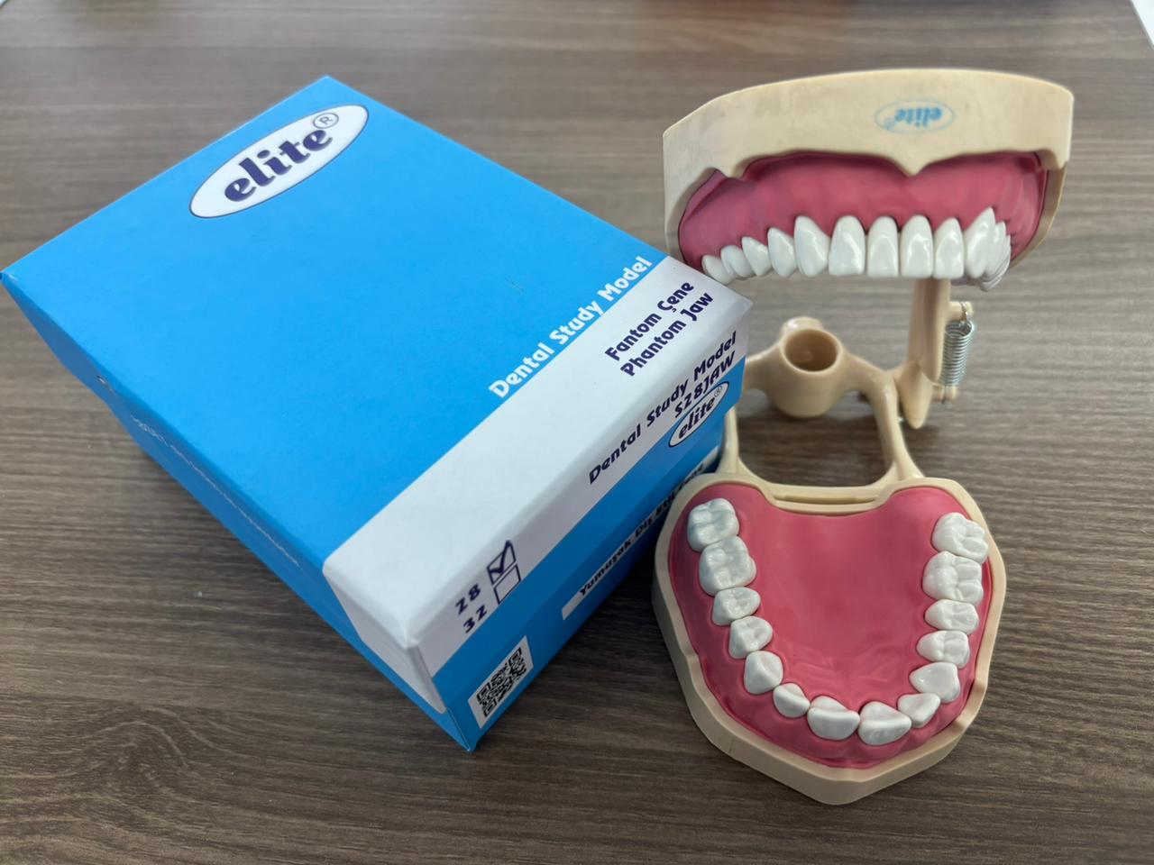 Elite jaw soft tissue articulator study model
