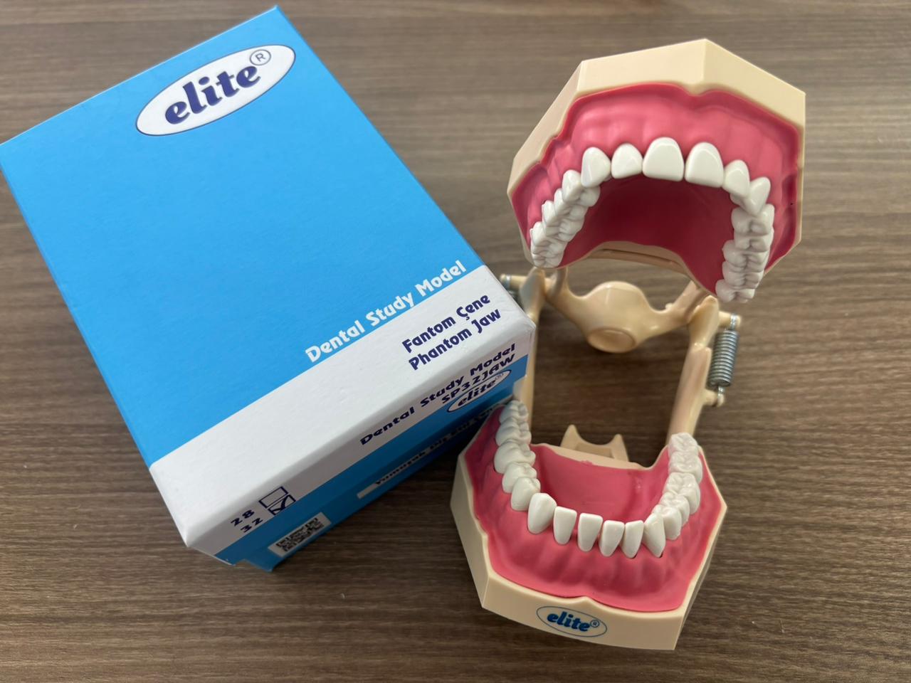 Elite jaw soft tissue articulator study model