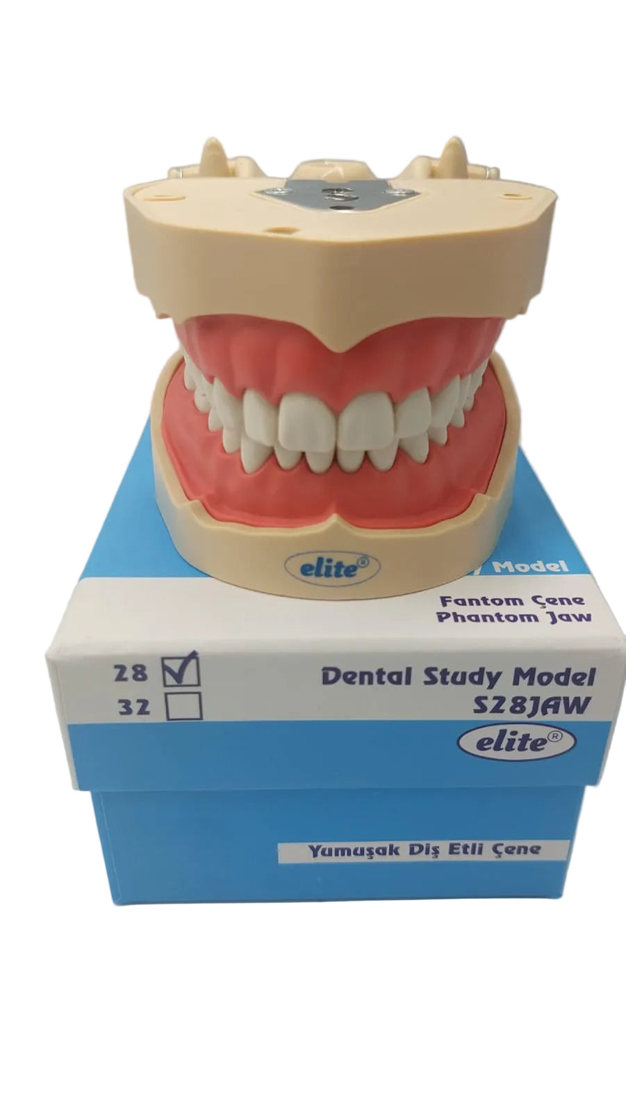 Elite Jaw Soft Tissue Articulator Study Model