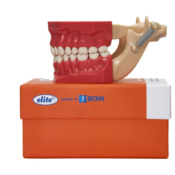 Elite jaw hard tissue 32 teeth study model