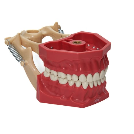 Elite jaw hard tissue 32 teeth study model